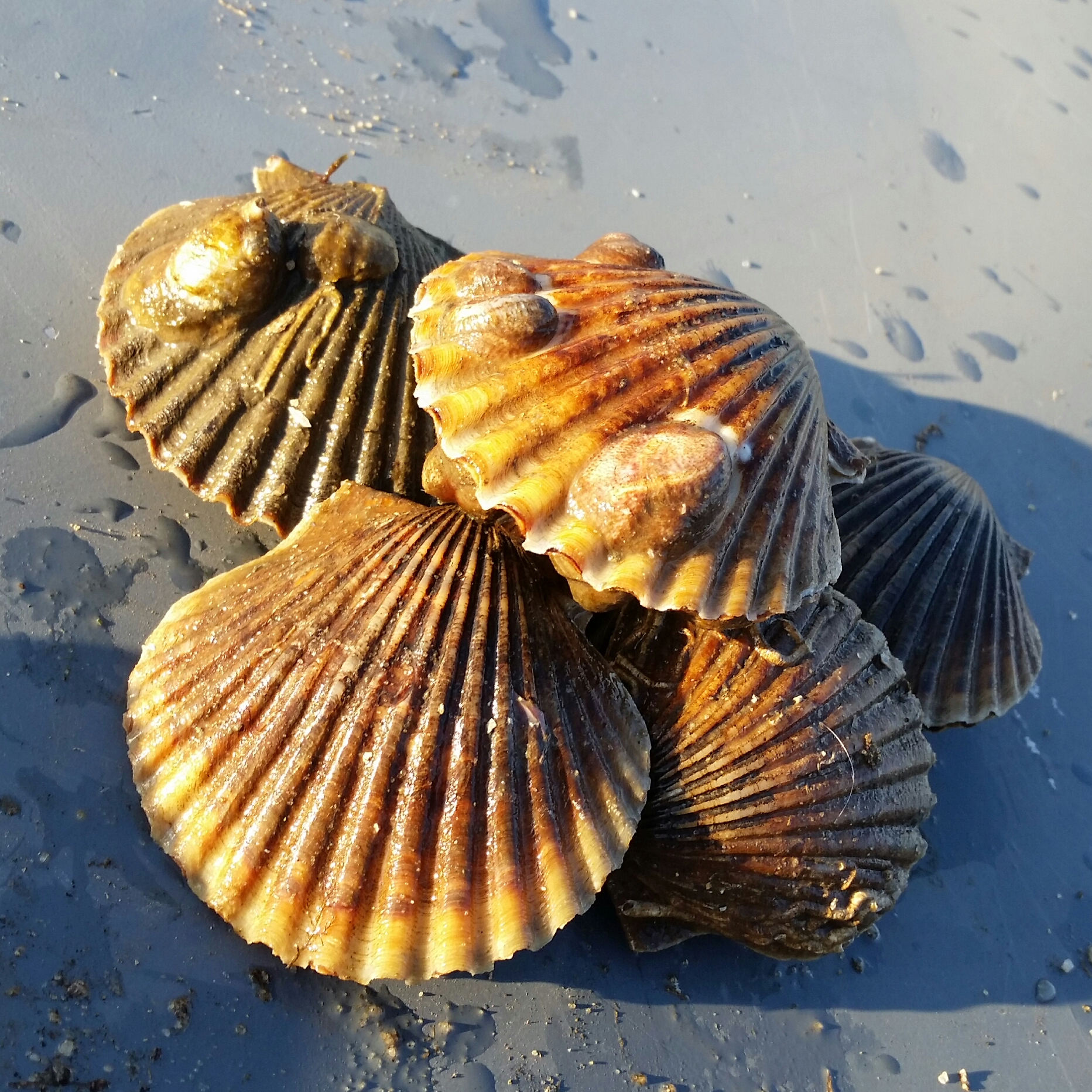 five bay scallops